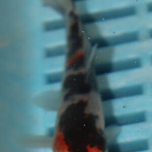 4-5” Hand Selected Koi (Q198)