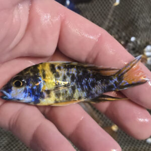 Photographed Peacock Cichlid 9/10cm  (64)