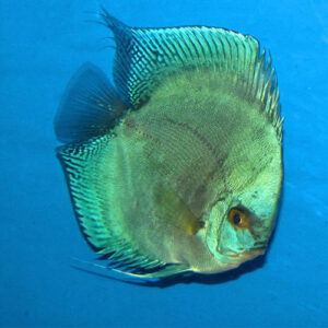 Green Diamond Discus