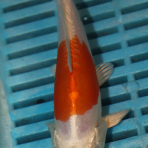 6-7” Hand Selected Koi Carp (Q105)