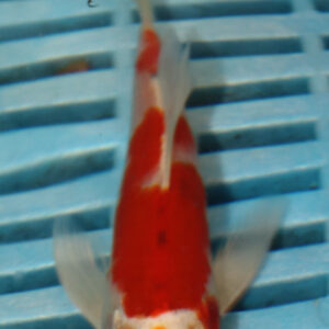4-5” Butterfly Koi (KN792)