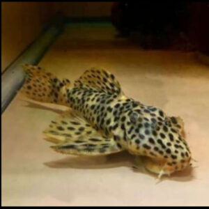 Gold Vampire Pleco L172