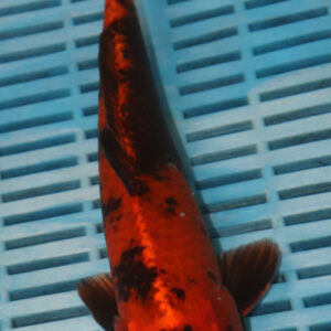 9-10” Hand Selected Koi (SK18)