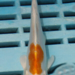 4-5” Hand Selected Koi (Q258)