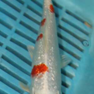 6-7” Hand Selected Koi Carp (Q60)