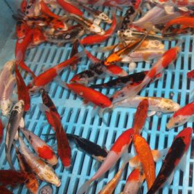 10 x 5-6″ Standard Grade Koi