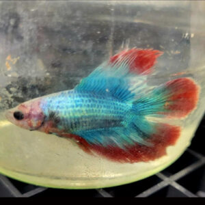 Double-Tail Half Moon Male