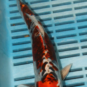 9-10” Hand Selected Koi (SK75)