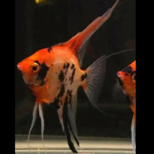 Red Devil Angelfish 4-5cm
