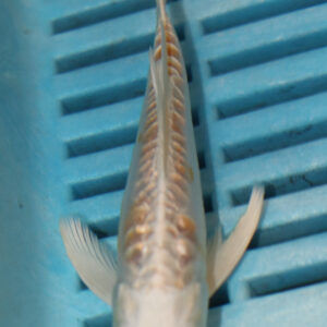 4-5” Butterfly Koi (Q200)