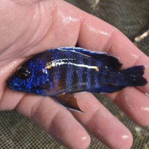 Photographed Peacock Cichlid 9/10cm  (65)