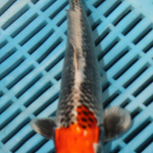 9-10” Hand Selected Koi (SK76)