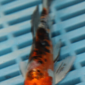 4-5” Butterfly Koi (Q201)