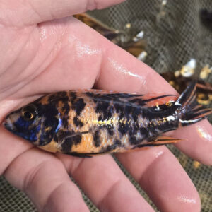 Photographed Peacock Cichlid 9/10cm  (66)