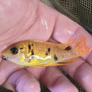 Photographed Peacock Cichlid 7-8cm  (20)