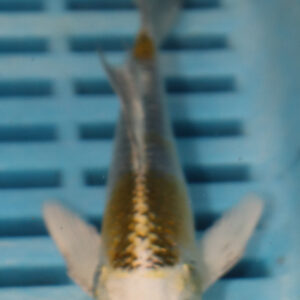 4-5” Butterfly Koi (Q202)