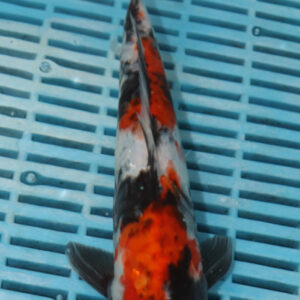 9-10” Hand Selected Koi (SK78)