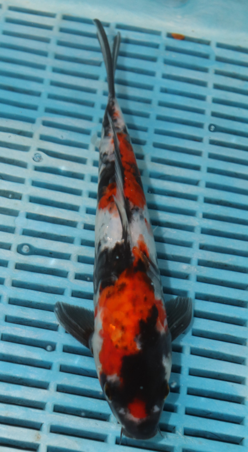 9-10” Hand Selected Koi (SK78) 1 33 1