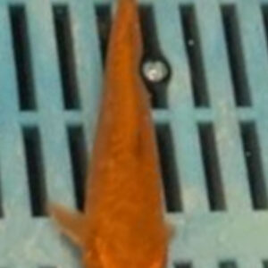 4-5” Hand Selected Koi (KN18)