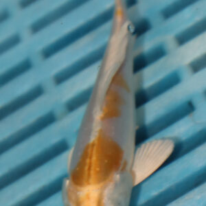 4-5” Butterfly Koi (Q203)