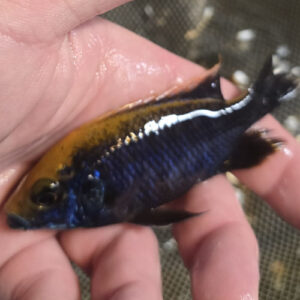 Photographed Peacock Cichlid 9/10cm  (68)