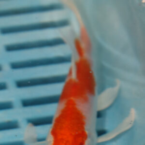 4-5” Butterfly Koi (Q204)