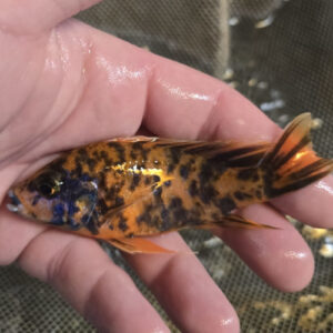 Photographed Peacock Cichlid 9/10cm  (69)
