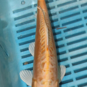 9-10” Hand Selected Koi (SK80)