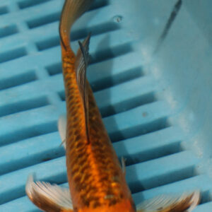 4-5” Butterfly Koi (Q205)