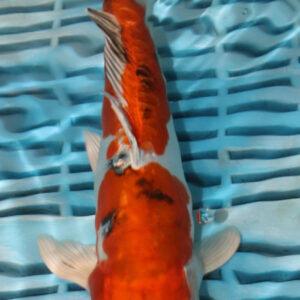 9-10” Hand Selected Koi (SK81)