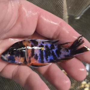 Photographed Peacock Cichlid 9/10cm  (71)
