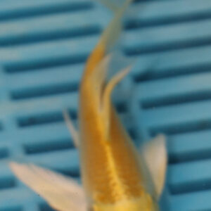 4-5” Butterfly Koi (Q206)