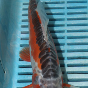 9-10” Hand Selected Koi (SK82)