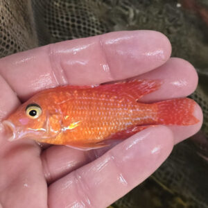 Photographed Peacock Cichlid 7-8cm  (25)