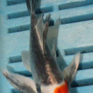 4-5” Butterfly Koi (Q207)