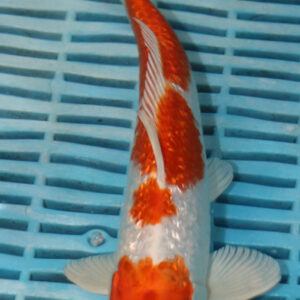 9-10” Hand Selected Koi (SK83)