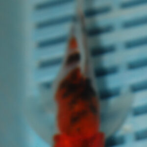 4-5” Butterfly Koi (Q208)