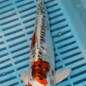 9-10” Hand Selected Koi (SK84)