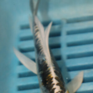 4-5” Butterfly Koi (Q209)