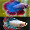 3doubletail betta pair