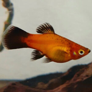 Black Fin Orange Molly 4-5cm