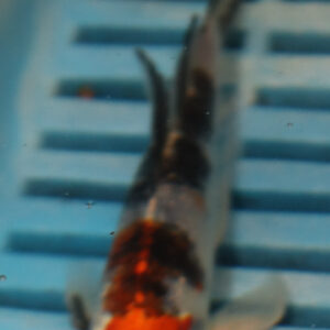 4-5” Butterfly Koi (KN793)