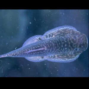 Gastromyzon cf. Stellatus 5cm ***NEW***