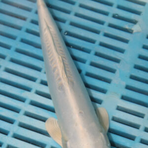 9-10” Hand Selected Koi (SK19)