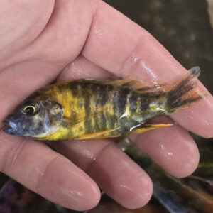Photographed Peacock Cichlid 9/10cm  (04)