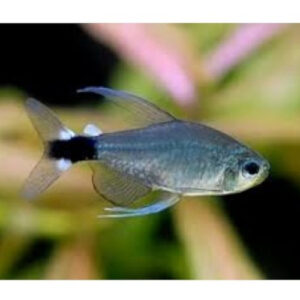 Veilfin Tetra