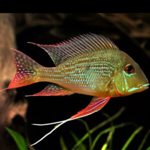 Geophagus Altifron 5-6cm