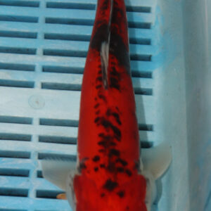 9-10” Hand Selected Koi (SK86)