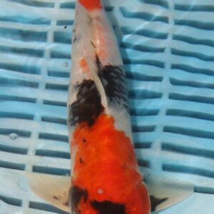 9-10” Hand Selected Koi (SK87)