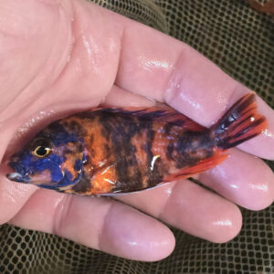 Photographed Peacock Cichlid 7-8cm  (31)